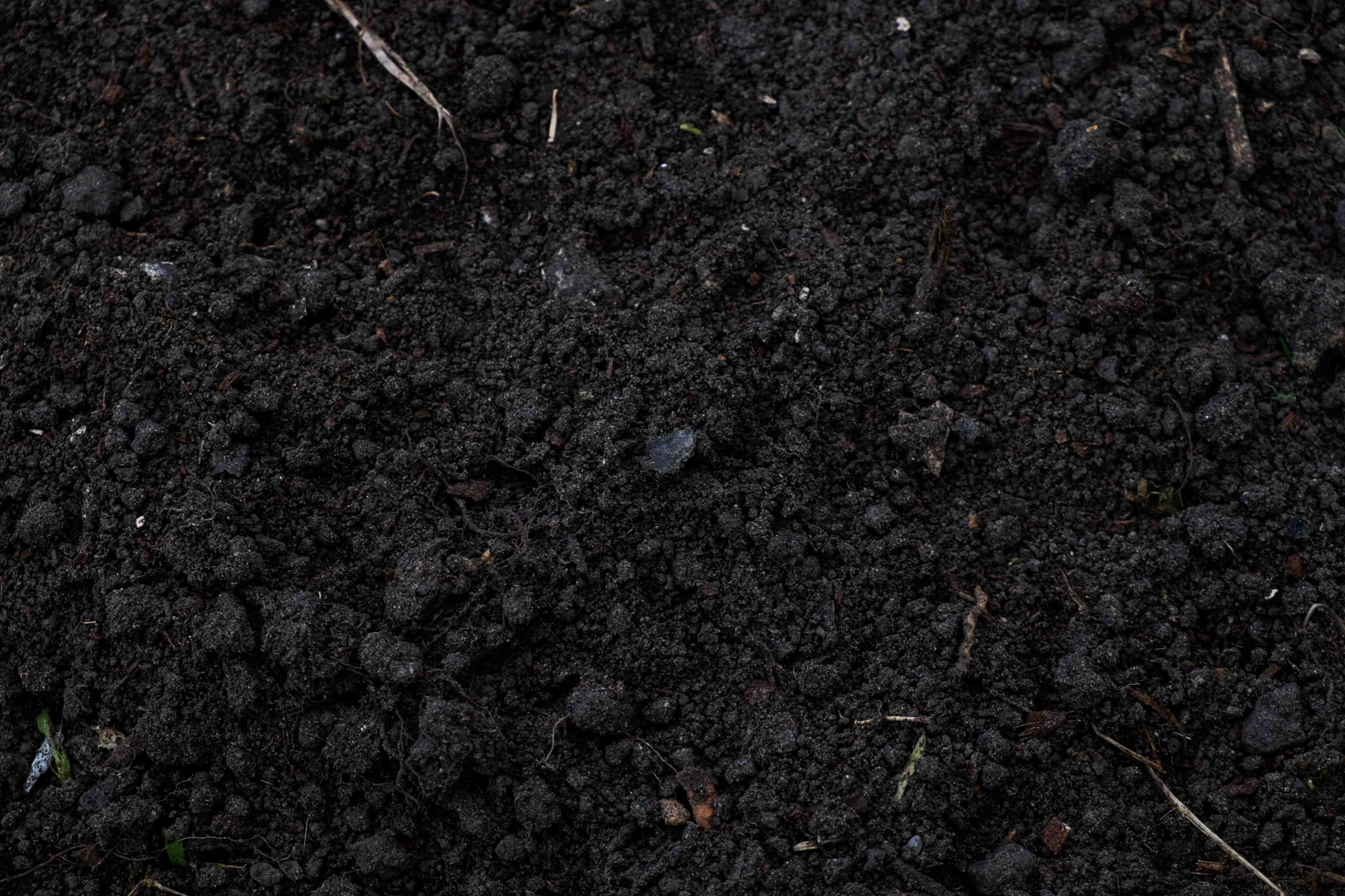 image of the soil where the potatoes grow