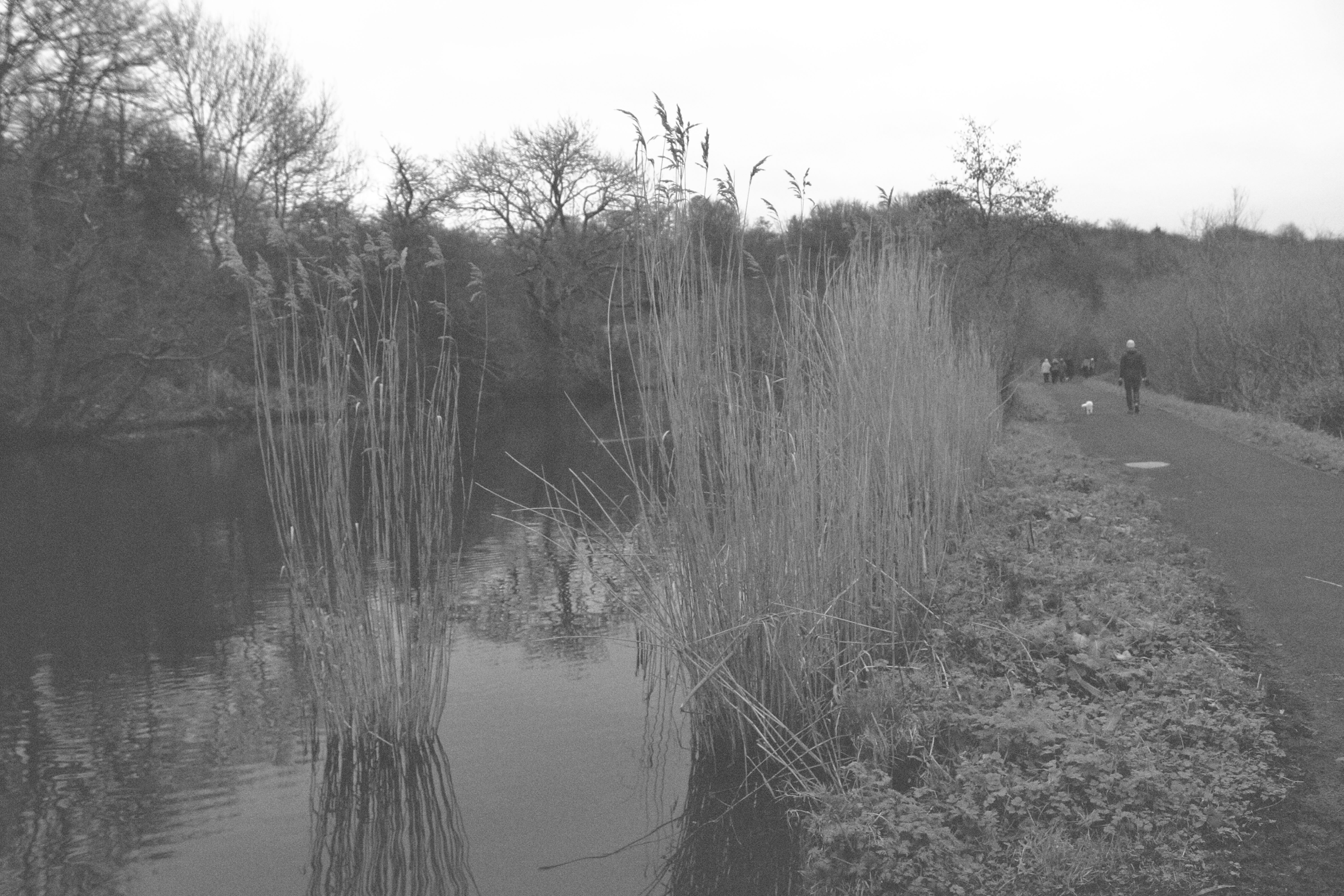 a view of the Lagan towpath with the reeds and the river on the left and people walking on the right.